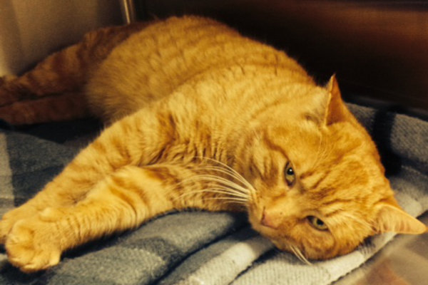 Garfield. Rescue cat for adoption at Oasis Animal Rescue, Oshawa, ON