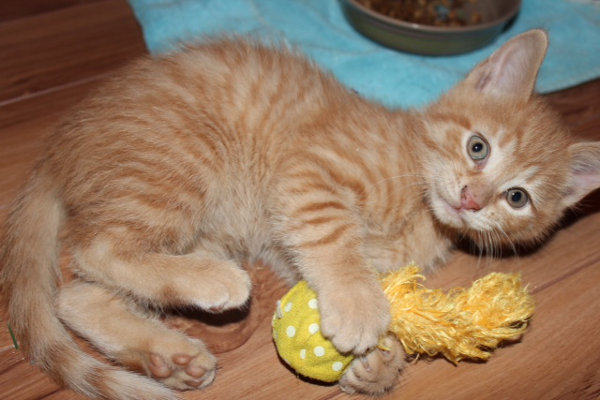 Jax. A kitten for adoption, oasisanimalrescue.ca