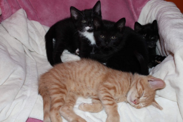 Peaches' four kittens for adoption. Oasis Animal Rescue