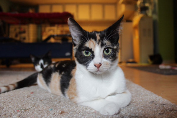 Nova. A kitten for adoption at Oasis Animal Rescue