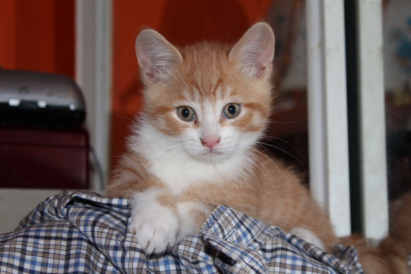 Rollie. Kitten adopted.