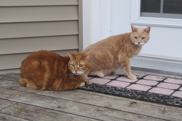 Laid back, sociable cats for adoption. Rusty and Dusty. Oasis Animal Rescue