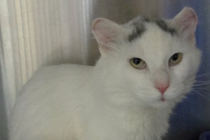 Olaf the rescue cat. At the vets. Contact Oasis Animal Rescue to donate