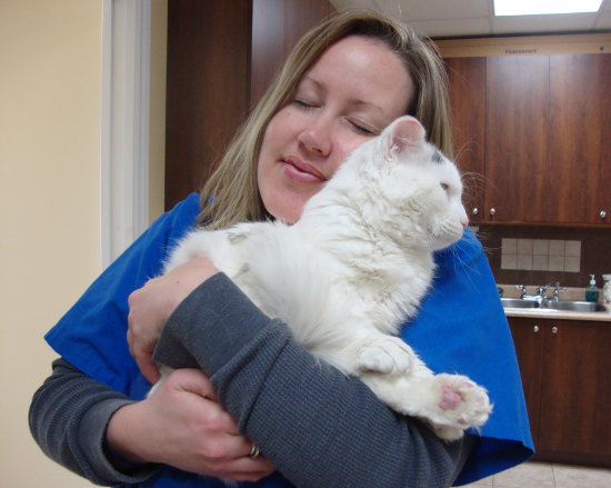 Olaf the rescue cat. At the vets. Contact Oasis Animal Rescue to donate