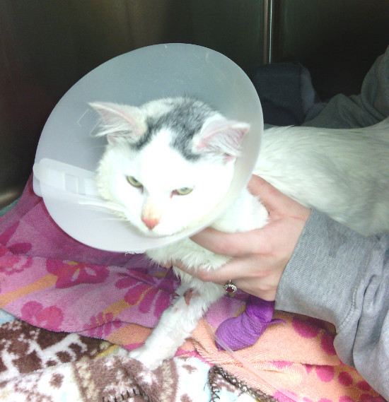 Olaf. Rescue cat at Oasis Animal Rescue, Oshawa
