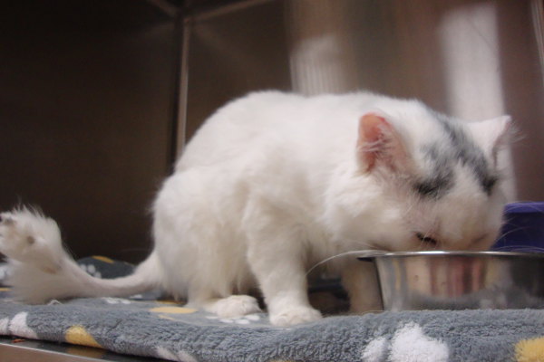 Olaf the rescue cat. At the vets. Contact Oasis Animal Rescue to donate