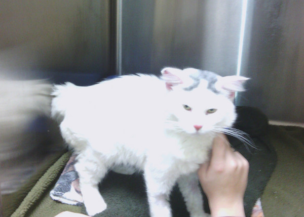 Olaf. Rescue cat in recovery. Oasis Animal Rescue