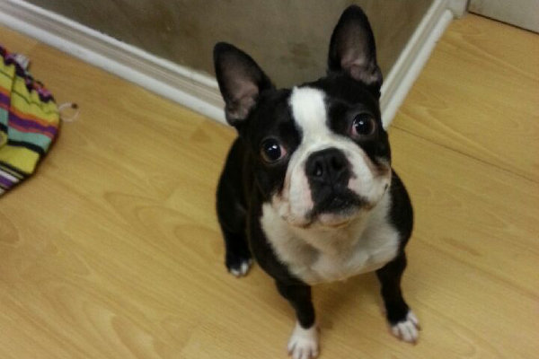 Nitro. A Boston Terrier for adoption. Oasis Animal Rescue.