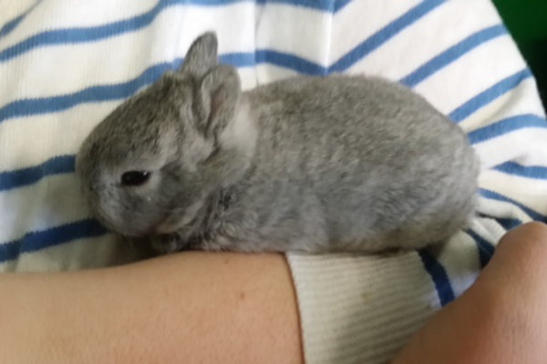 Baby rabbits for adoption at Oasis Animal Rescue.