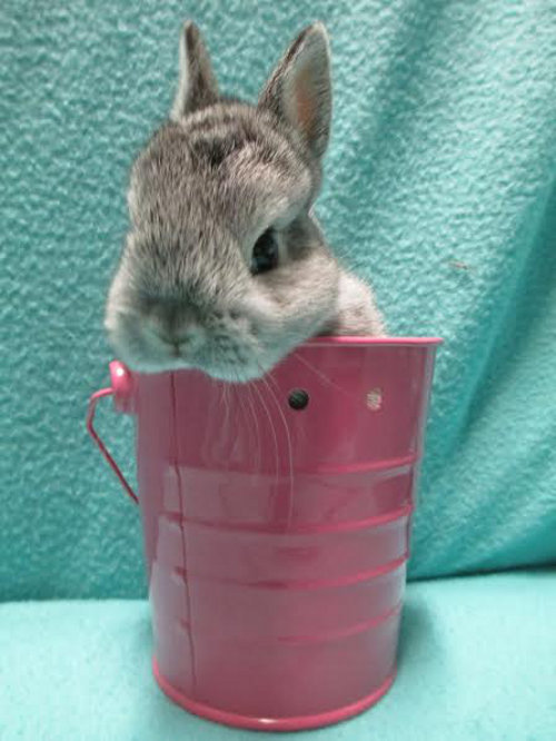 Bunny rabbit for adoption. Oasis Animal Rescue, Oshawa.