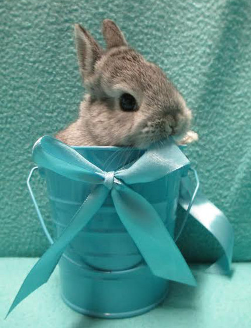 Bunny rabbit for adoption. Oasis Animal Rescue, Oshawa.
