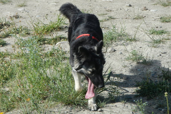 Lemon. Young dog for adoption. Oasis Animal Rescue, Ontario