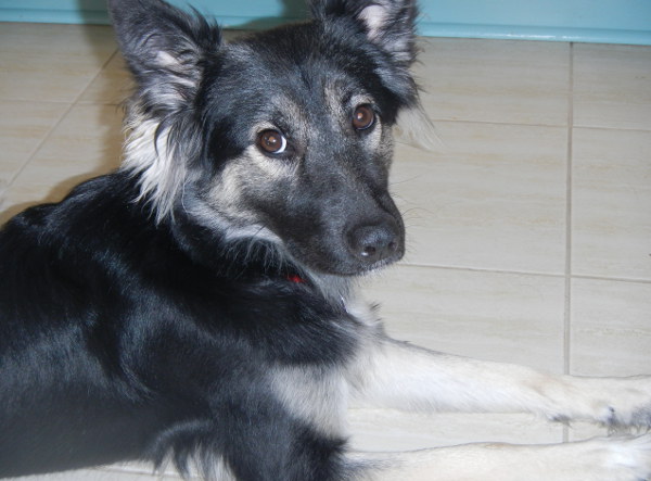 Lemon. Young dog for adoption. Oasis Animal Rescue, Ontario