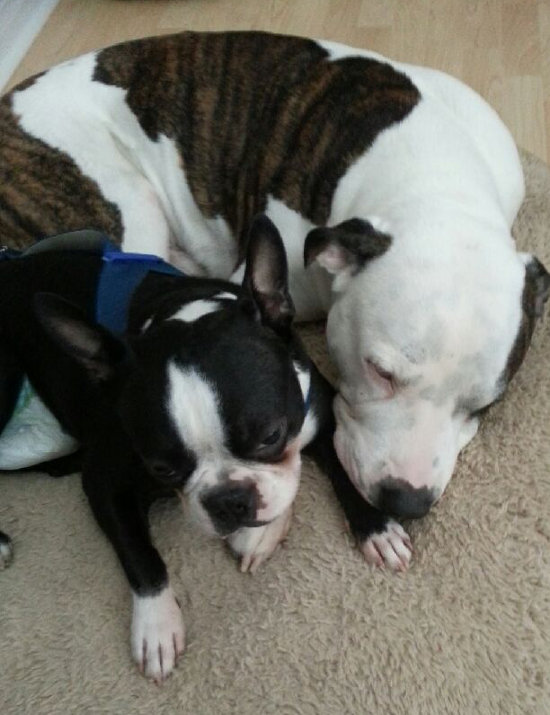 Nitro and Drake. Dogs for adoption at Oasis Animal Rescue, Oshawa, ON