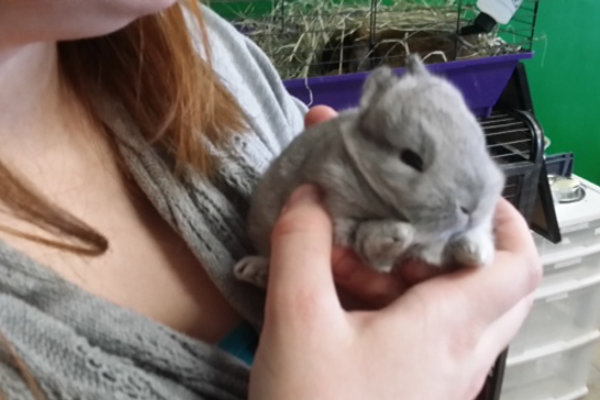 Baby rabbits for adoption at Oasis Animal Rescue, Oshawa, Ontario