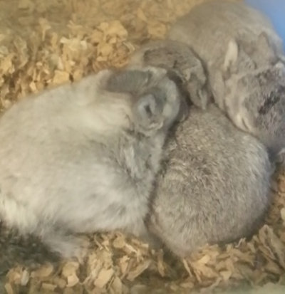 Baby rabbits for adoption at Oasis Animal Rescue, Oshawa, Ontario