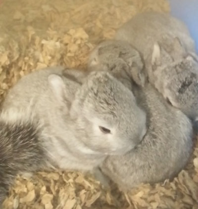 Baby rabbits for adoption at Oasis Animal Rescue, Oshawa, Ontario