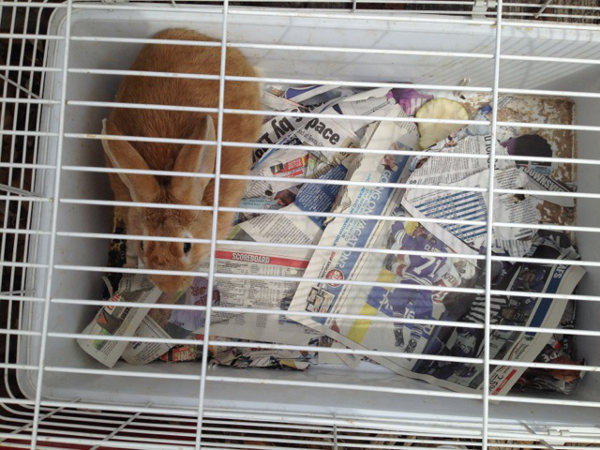 Rabbits abandoned in park, Oshawa. Oasis Animal Rescue.