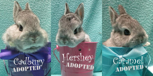 Baby Rabbits adopted through Oasis Animal Rescue, Durham Region, ON