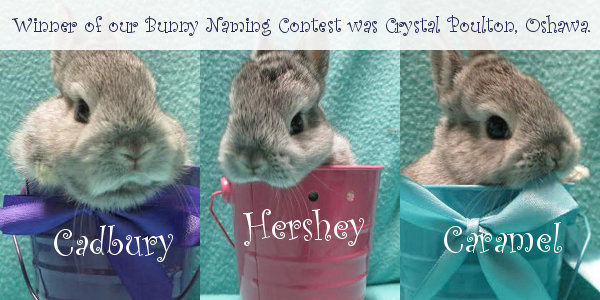 Rescue bunny naming contest winner announced, Oasis Animal Rescue, Oshawa