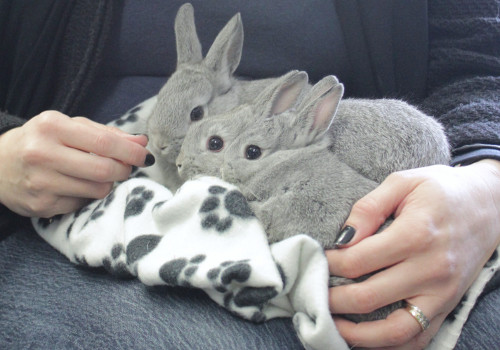 Rescue bunny naming contest winner announced, Oasis Animal Rescue, Oshawa