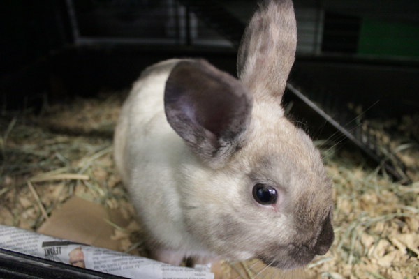 Cottontail. Rabbit for adoption at Oasis Animal Rescue