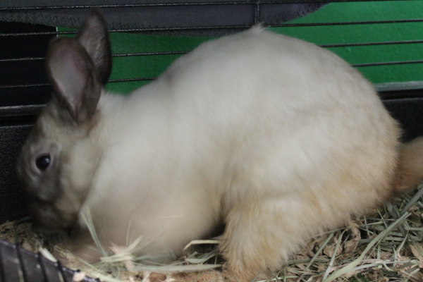 Cottontail. Rabbit for adoption at Oasis Animal Rescue