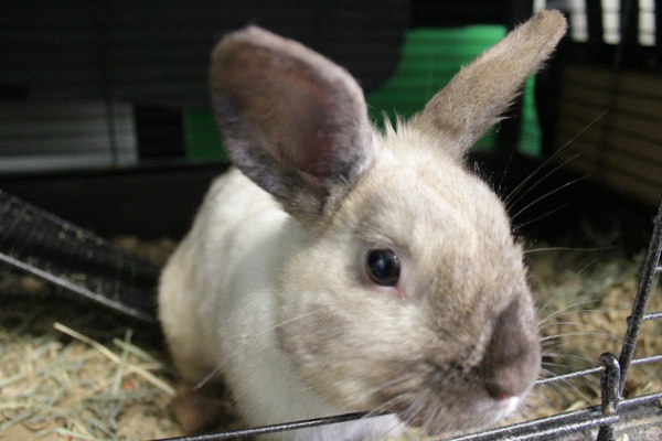 Cottontail. Rabbit for adoption at Oasis Animal Rescue