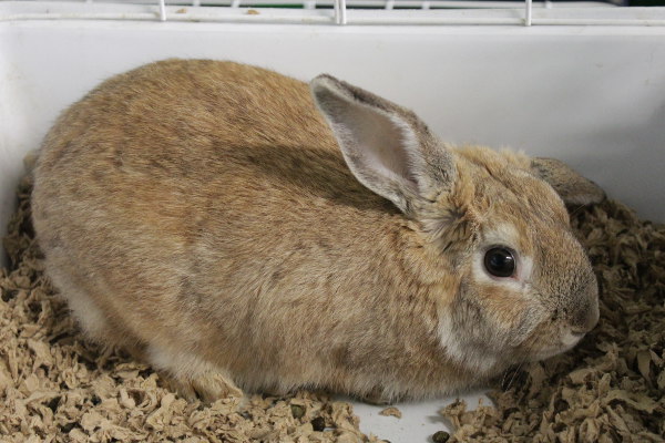 Slopsy. A rabbit for adoption at Oasis Animal Rescue