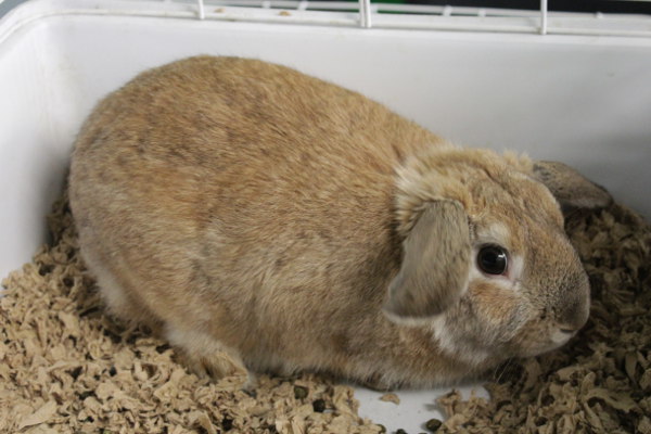 Slopsy. A rabbit for adoption at Oasis Animal Rescue