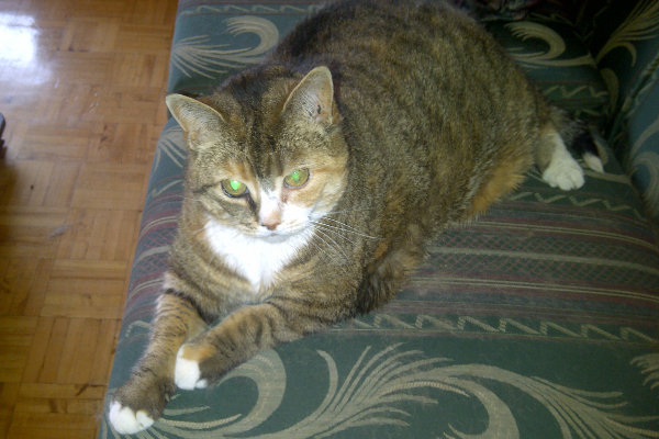 Marica. Cat for adoption. Oasis Animal Rescue.