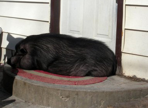 Pot Belly Pig named Molly. Oasis Animal Rescue