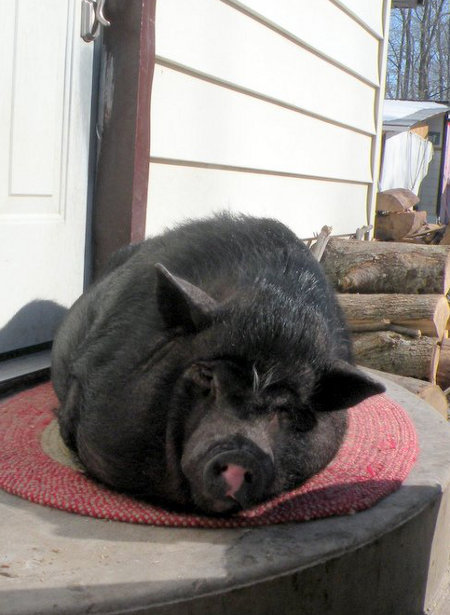 Pot Belly Pig named Molly. Oasis Animal Rescue