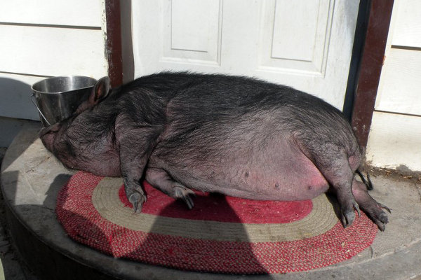 Pot Belly Pig named Molly. Oasis Animal Rescue