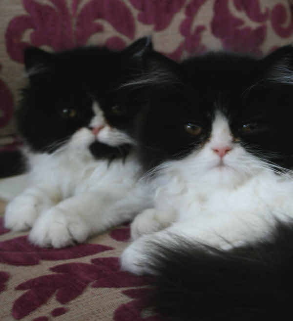 Big Mutz and Little Mutz. Cats for adoption at Oasis Animal Rescue, Durham Region