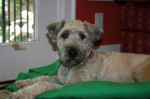 Maple. A Welsh Terrier, Poodle mix dog for adoption. Oasis Animal Rescue, Durham Region, ON