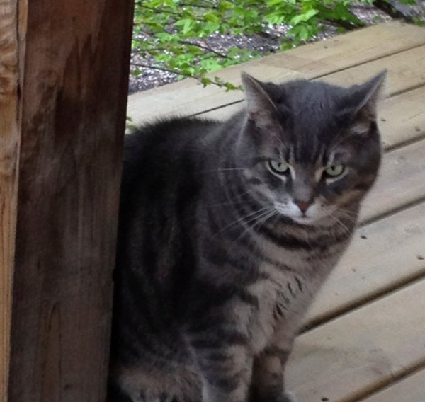 Kit-Kat. An adoptable cat at Oasis Animal Rescue, Oshawa, Durham Region