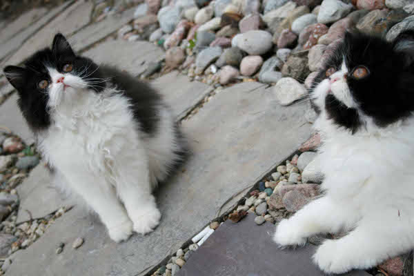 Big Mutz and Little Mutz. Cats for adoption at Oasis Animal Rescue, Durham Region