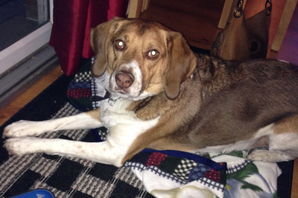 Jax. A beagle mix dog for adoption. Oasis Animal Rescue