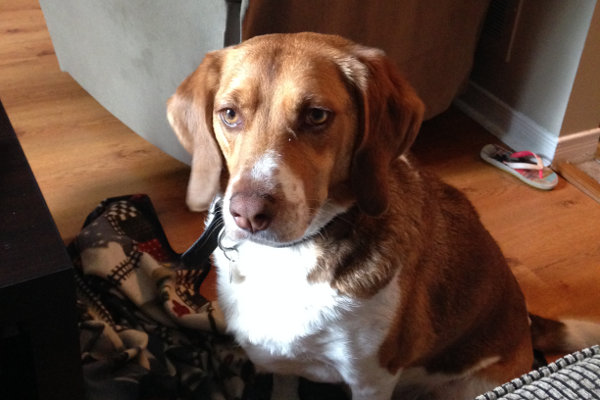 Jax. A beagle mix dog for adoption. Oasis Animal Rescue