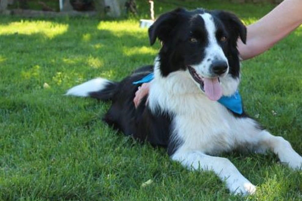Levon. A dog for adoption at Oasis Animal Rescue, Durham Region