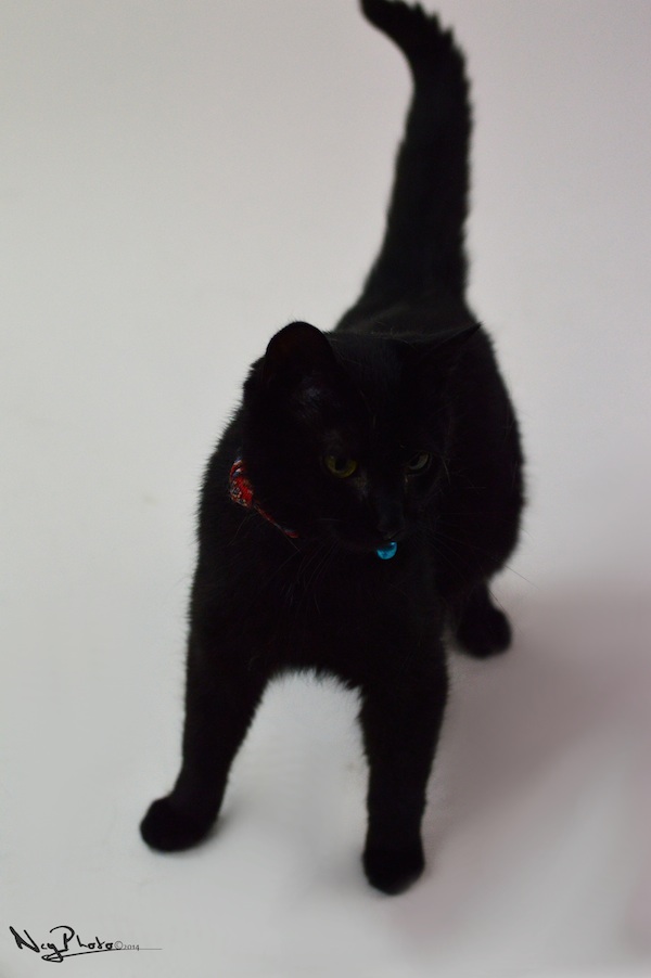 Minnie. A black cat for adoption at Oasis Animal Rescue.