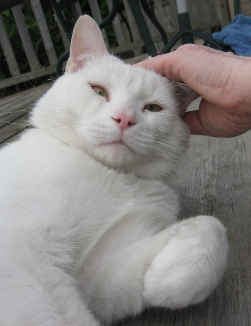 Whitey. A cat for adoption at Oasis Animal Rescue, Durham Region