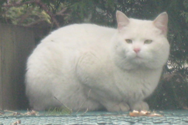 Whitey. A cat for adoption at Oasis Animal Rescue, Durham Region