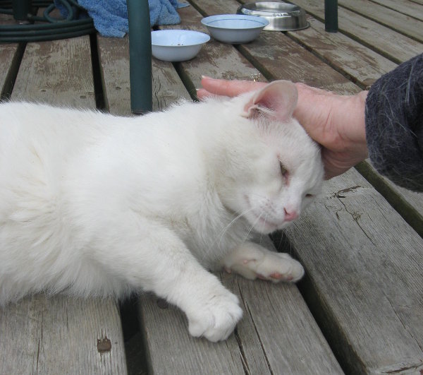 Whitey. A cat for adoption at Oasis Animal Rescue, Durham Region