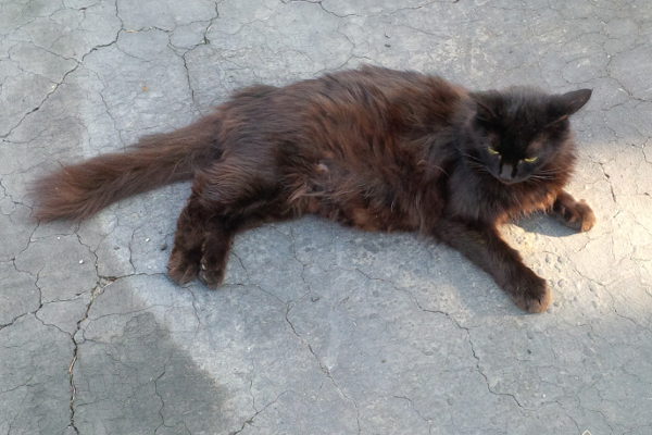 Black Beauty. Cat for adoption at Oasis Animal Rescue, Durham Region