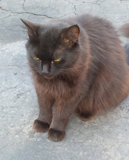 Black Beauty. Cat for adoption at Oasis Animal Rescue, Durham Region