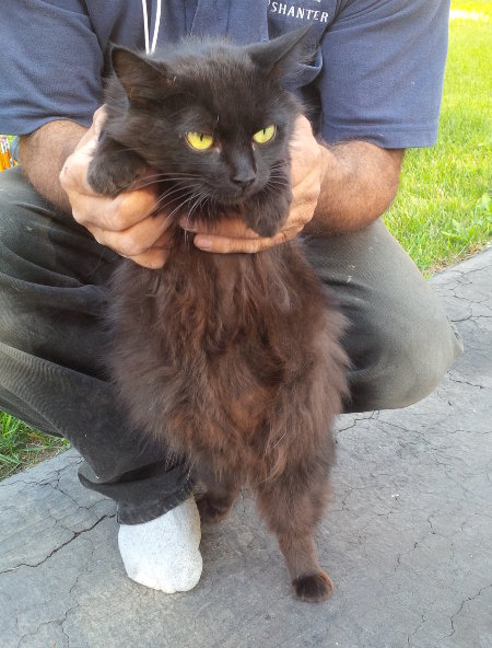 Black Beauty. Cat for adoption at Oasis Animal Rescue, Durham Region