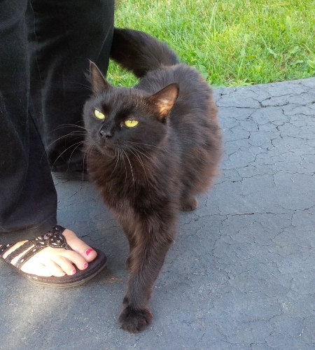 Black Beauty. Cat for adoption at Oasis Animal Rescue, Durham Region