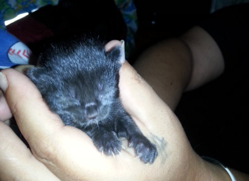 Deena. Kitten for adoption at Oasis Animal Rescue, Durham Region